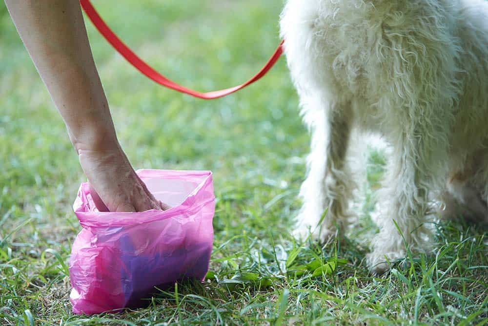 Hond poep opruimen zakje hondenpoep